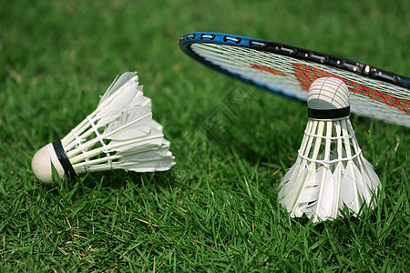 孔雀和羽毛球绿色反射运动精神玩家比赛活动游戏粉碎运动员图片
