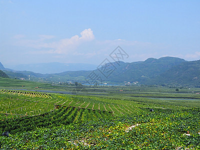 苏得提洛省的温德夏夫葡萄种植地景庄园酒景风景葡萄园地貌绿色图片