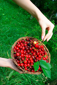妇女手中握着立普樱桃篮子女士保健购物叶子桌布木头野餐厨房水果宏观图片
