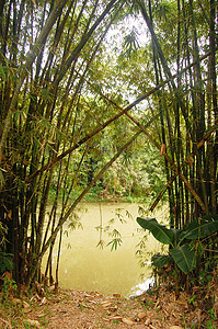 竹和河植物休息区图片