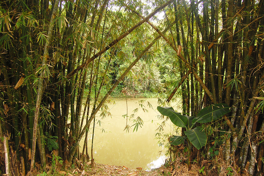 竹和河竹子植物休息区图片