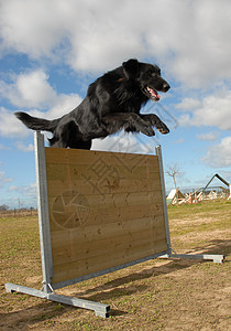 正在跳跃的groenendael宠物动物戒指运动犬类牧羊犬竞赛训练图片
