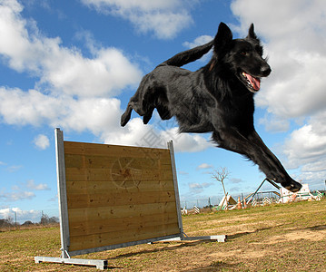正在跳跃的groenendael宠物戒指犬类动物牧羊犬竞赛运动训练图片
