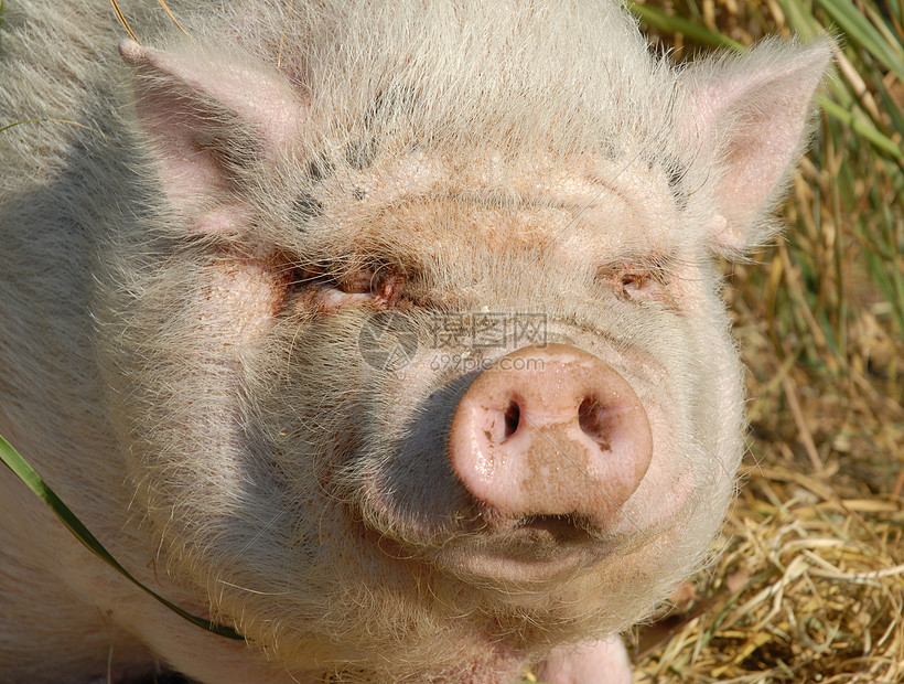 粉红猪鼻子家畜农场小猪哺乳动物水平图片