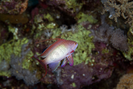 红海的连环仙学校太阳红色荒野野生动物蓝色海洋环境热带珊瑚图片