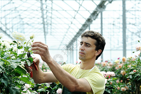 温室植物修枝季节性男人生长修剪劳动农业工人玫瑰图片