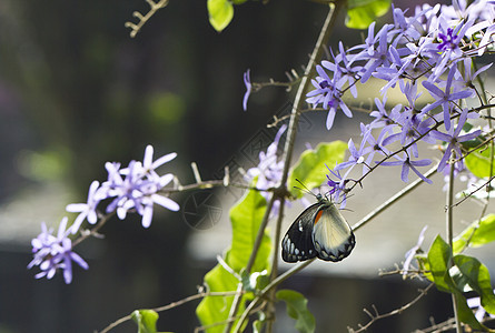 蝴蝶和紫花图片