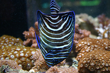 古兰经蓝色神仙鱼海上生活少年热带动物鱼缸水族馆图片