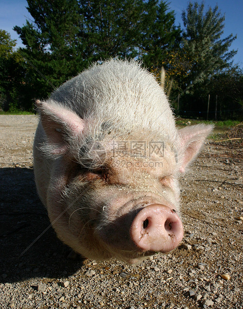粉红猪哺乳动物鼻子家畜小猪农场水平图片