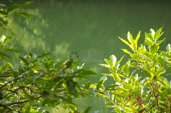 森林中的水叶子风景反射生态天空晴天池塘季节木头植物图片