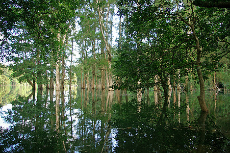 水中的树苗植物森林天空蓝色叶子木头公园环境季节旅行图片