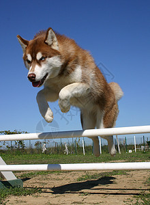 跳跃哈斯基宠物运动动物比赛图片