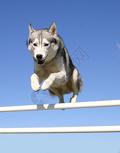 跳跃哈斯基动物比赛运动宠物图片