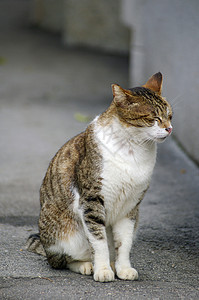 困睡猫数字眼睛虎斑乐趣说谎手表宠物哺乳动物动物图片