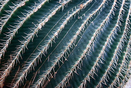 Cactus 上刻特写背景图片