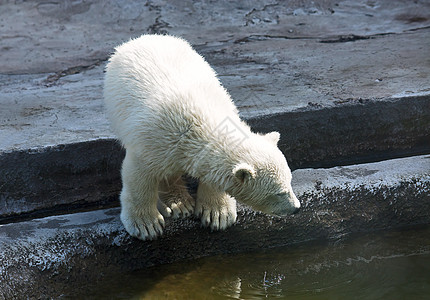 小北极熊鸟舍自然保护捕食者动物园濒危哺乳动物婴儿物种图片