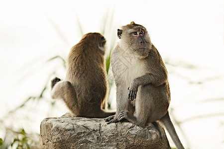 Macaque 猴子荒野野生动物毛皮动物群蓝色哺乳动物岩石混血儿森林婴儿图片