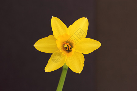 微型迷你水仙体灯泡花园植物花瓣黄色背景图片