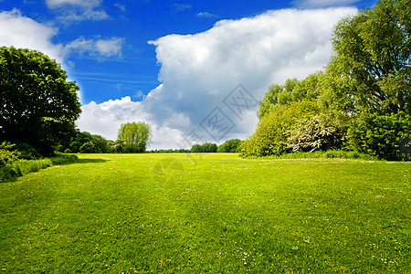 绿野远景植物橡木草地木头季节阳光场景牧场全景高清图片