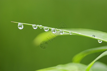 雨后竹子场地环境花园公园材料绿色水滴图片