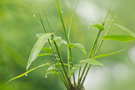 雨后竹子环境公园水滴绿色花园材料场地图片