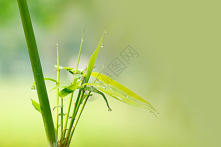 雨后竹子花园公园绿色环境场地水滴材料图片