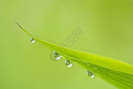 雨后竹子环境绿色水滴花园场地公园材料图片