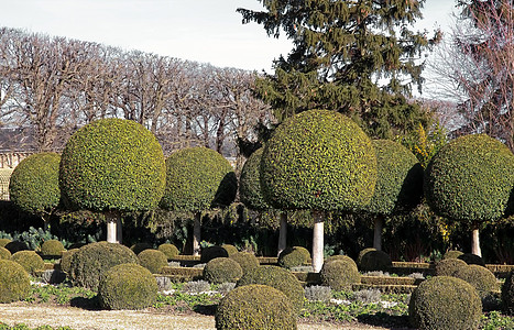 法式花园 箱木的胡巷灌树植被尺寸灌木公园城堡车道修剪背景图片