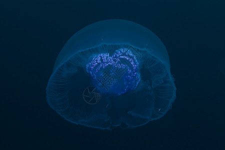 红海的月球水母滚动月亮场景海景蓝色摄影旅行海洋海蜇潜水背景图片