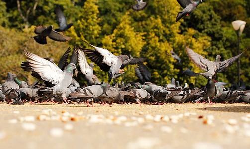 鸽子窝公园公园里很多鸽子靠谷物喂食背景