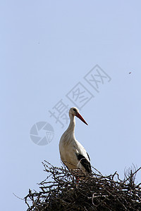 筑巢时的白色动物群天空鸟类家庭蓝色灌木夫妻野生动物图片