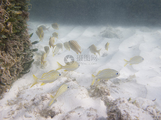 法语方格情调风景游泳珊瑚海绵环境异国咕噜潜水员海洋图片