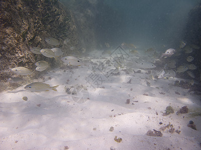 逃跑环境海洋异国风景潜水海绵珊瑚咕噜游泳呼吸管图片