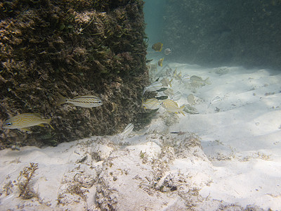 野生鱼类异国海绵生活风景潜水员珊瑚情调海洋环境咕噜图片