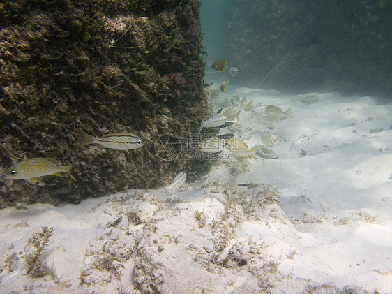 野生鱼类异国海绵生活风景潜水员珊瑚情调海洋环境咕噜图片