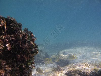 在海中游泳呼吸管海洋情调生活风景珊瑚海绵咕噜潜水环境图片