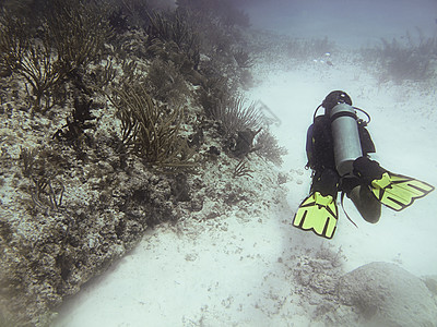 潜水员珊瑚潜水海洋情调呼吸管风景异国生活游泳环境图片