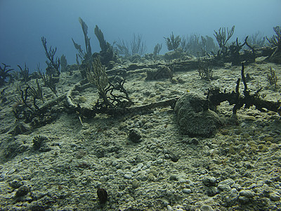 海底潜水珊瑚海绵风景呼吸管潜水员环境情调海洋异国图片