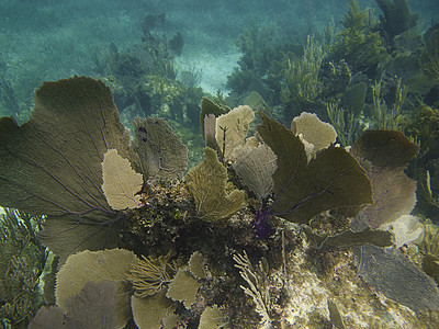 珊瑚礁呼吸管风景海洋潜水生活游泳异国环境潜水员珊瑚图片