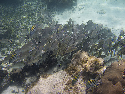 法国语学校情调风景游泳珊瑚呼吸管潜水员海绵生活海洋环境图片