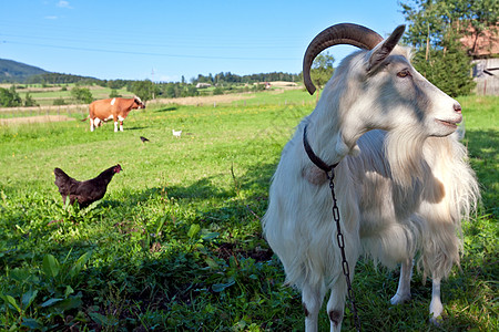 羊卓山羊和农畜背景