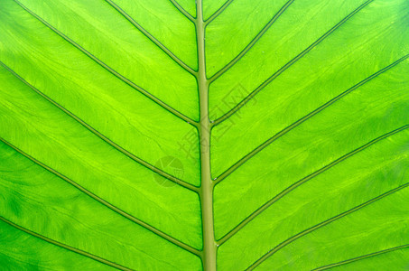 绿叶纹理静脉生长绿色生态植物叶子植物群生活图片