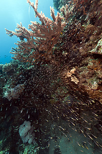 红海的鱼类和热带珊瑚礁射线天堂蓝色植物阳光生活珊瑚太阳场景潜水图片