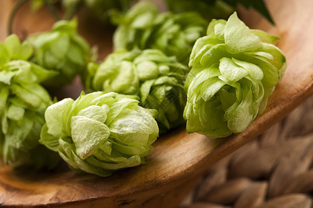 欢腾的圆锥和叶子生产狼疮草本植物食物药品植物啤酒花树叶雌激素啤酒厂图片