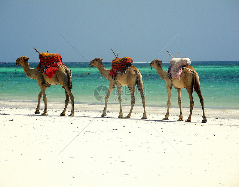 骆驼车队广场大篷车海滩图片
