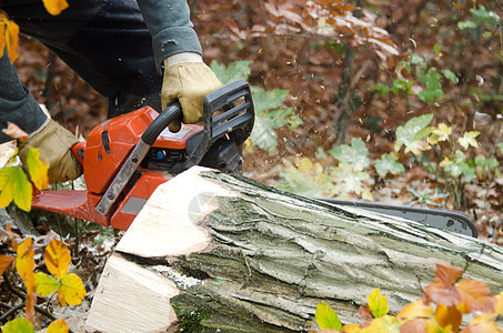 伐木工人和林木头盔职业工具林业工人木材工作伐木工力量安全图片