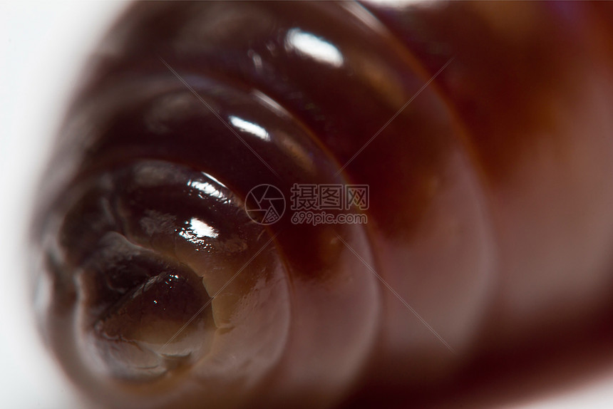 土蠕虫超级宏运动漏洞棕色蚯蚓岩石卷曲概念红色昆虫钓鱼图片