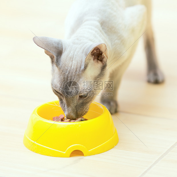 无毛猫食耳朵盘子成套乐趣食物工具动物晶须小猫蓝色图片