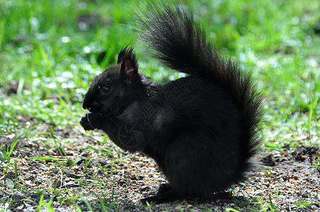 灰性松鼠灰色哺乳动物外套黑色动物群松鼠野生动物背景图片