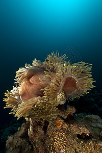 红海的巨型亚内蒙太阳异国射线天堂场景植物情调潜水海景盐水图片